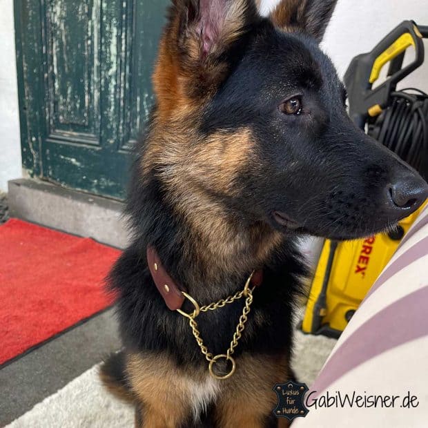 Zugstopp Hundehalsband aus Leder mit Namen. Schäferhund Betty.