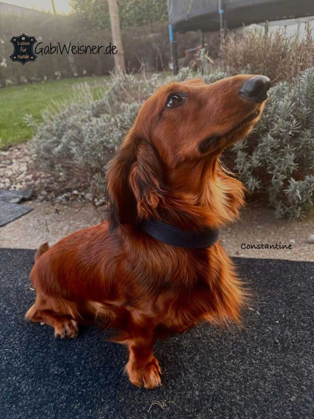 Dackel Constantine. Hundehalsband mit Klickverschluss