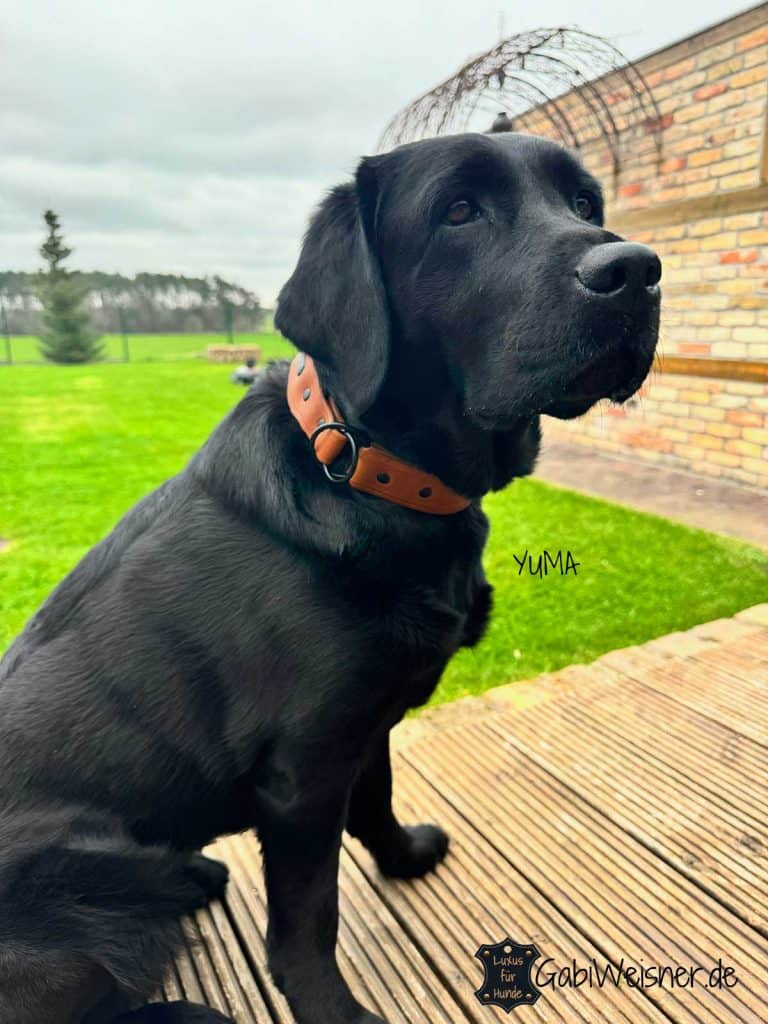 C&L Hundehalsband Aus BioThane® – 25 Mm, 55 Cm, Schwarz – Strapazierfähig & Wasserfest