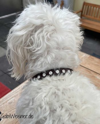 Hundehalsband mit Strass auf Leder für kleine Hunde. Malteser Schnee.