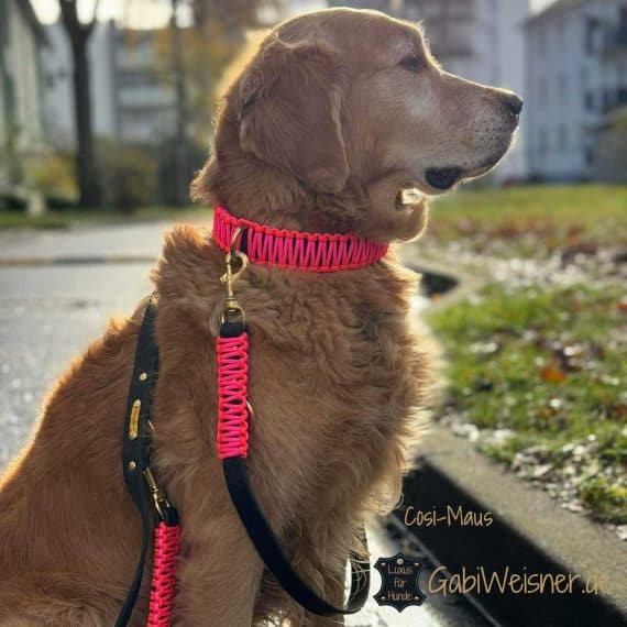 Hundehalsband und Hundeleine, dekoriert in Neon Orange und Pink. Golden Retriever Cosi-Maus.