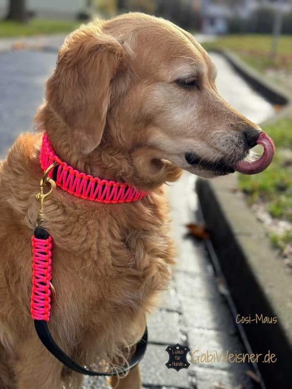 Hundehalsband verstellbar, dekoriert in Neon Orange und Pink. Golden Retriever Cosi-Maus.