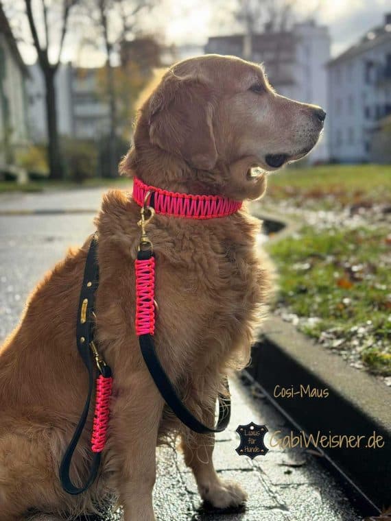Hundehalsband verstellbar, dekoriert in Neon Orange und Pink. Golden Retriever Cosi-Maus.