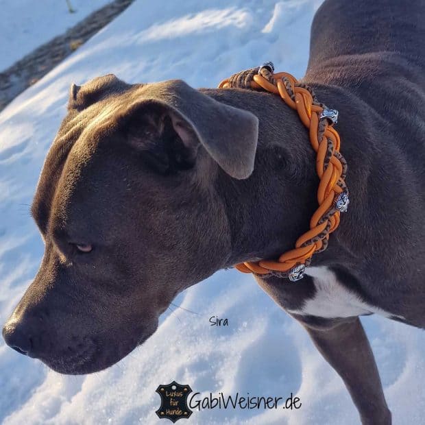 Hundehalsband mit Löwen Leder Orange 35 mm breit, Cane Corso Sira