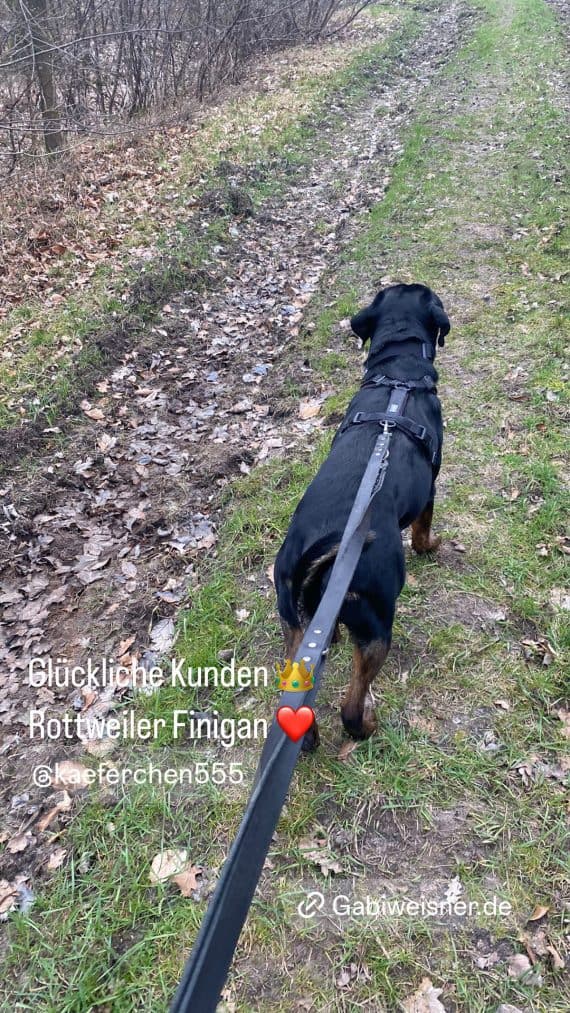 Hundeleine Leder 25 mm reit 250 cm lang Rottweiler Finigan