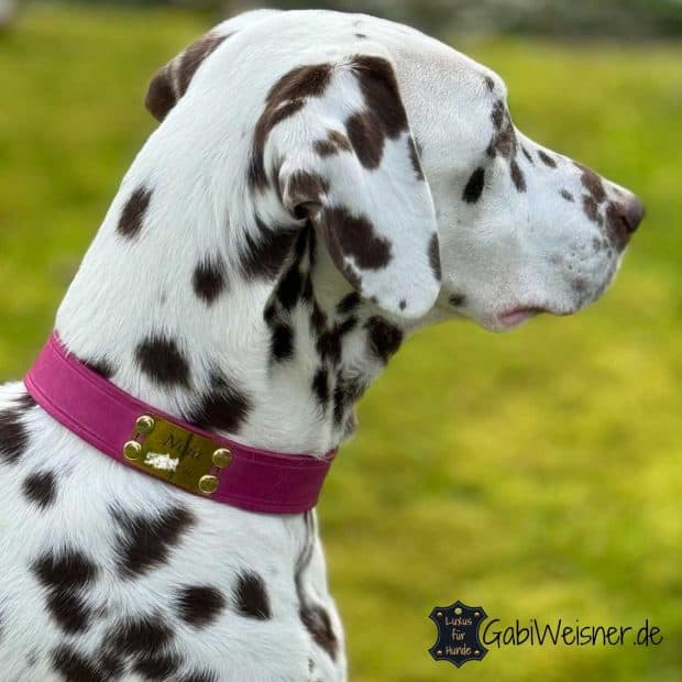 Hundehalsband mit Namensschild Leder in Pink Dalmatiner Noia