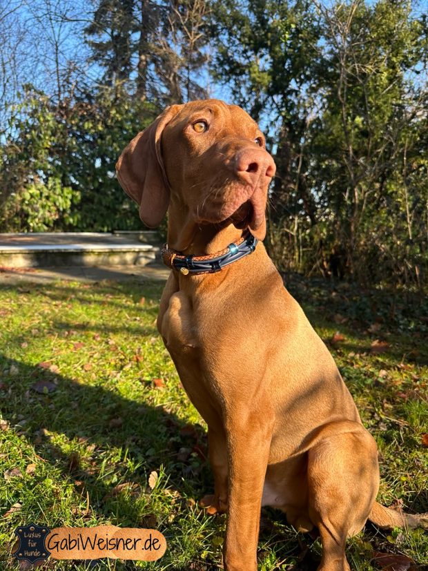 Magyar Vizsla Hundehalsband aus Leder im Mix mit Blau und Cognac