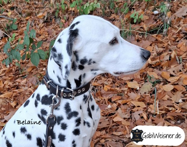 Dalmatiner Belaine mit Hundehalsband und Leine aus Leder