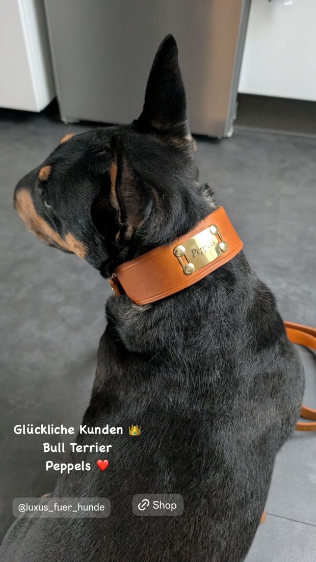 Glückliche Kunden Bull Terrier Peppels