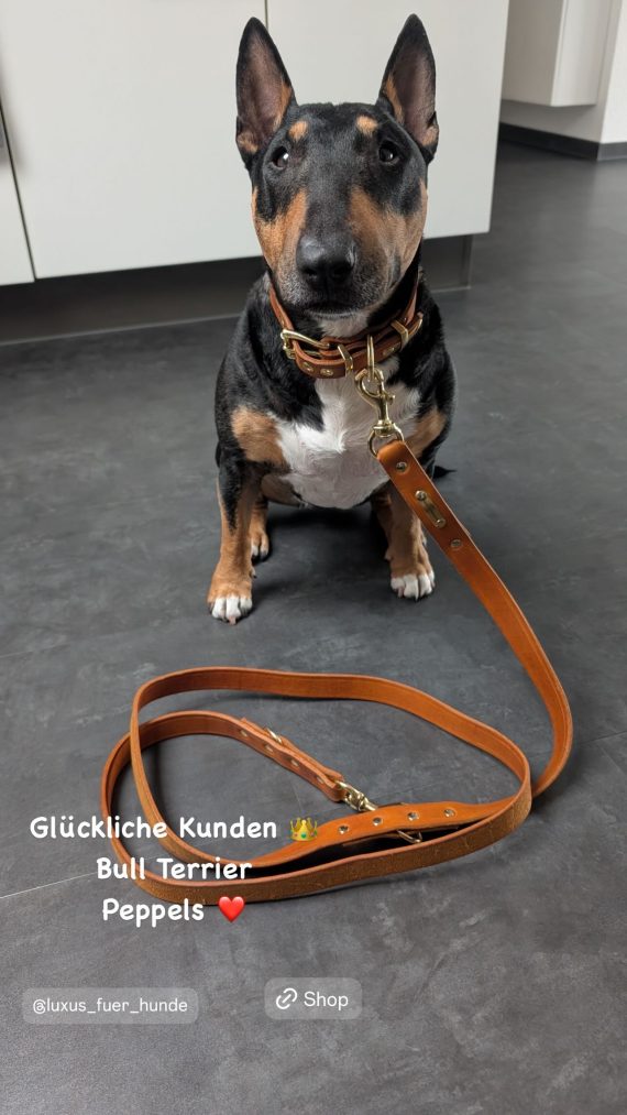 Glückliche Kunden Bull Terrier Peppels