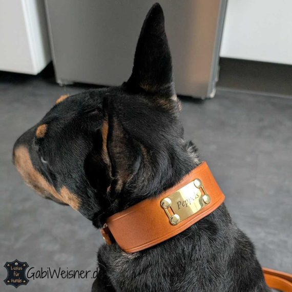 Hundehalsband Leder 4 cm breit Bull Terrier Peppels