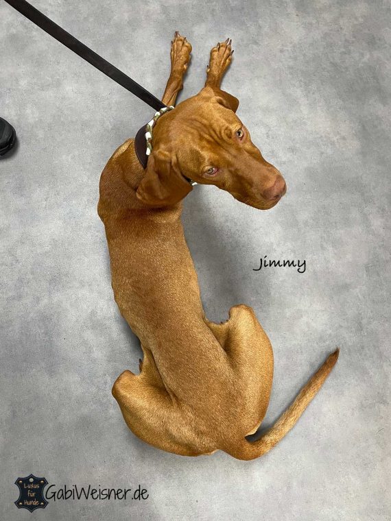 Magyar Vizsla mit Hundehalsband Jimmy.