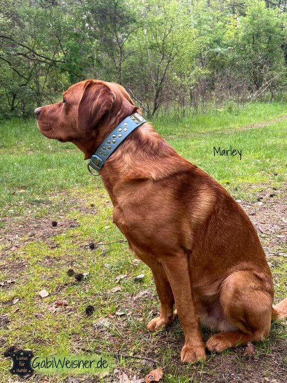 Hundehalsband aus Leder Hellblau Name Nieten Rhodesian Ridgeback Marley