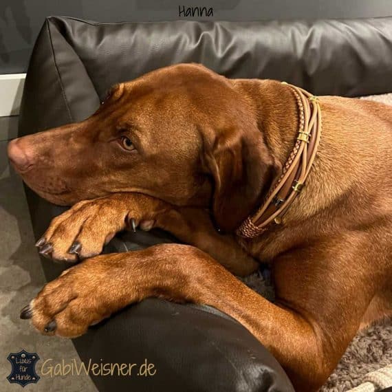 Luxus Hundehalsband Leder in Braun und Gold Rhodesian Ridgeback Hanna