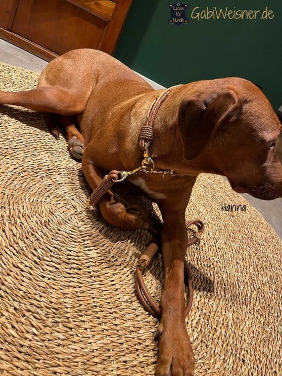 Luxus Hundehalsband und Leine aus Leder in Braun und Gold Rhodesian Ridgeback Hanna