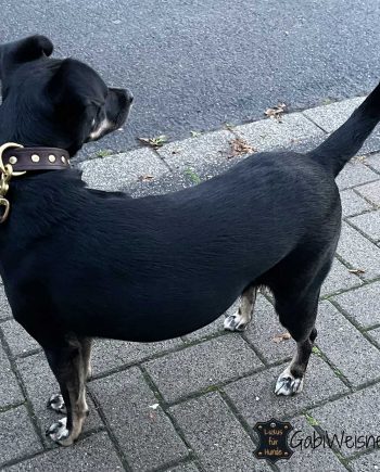 Hundehalsband aus Leder 25 mm breit. Joy