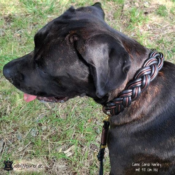 Cane Corso Harley mit 58 cm HU