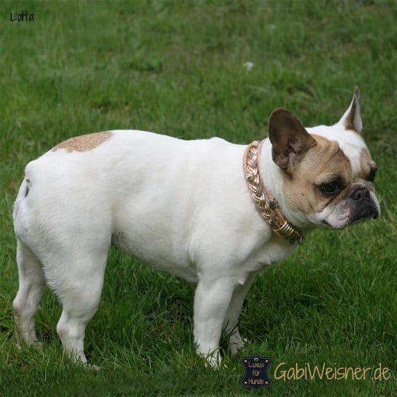 Hundehalsband in Roségold und Puderfarben, Leder 3 cm breit, für kleine Hunde.