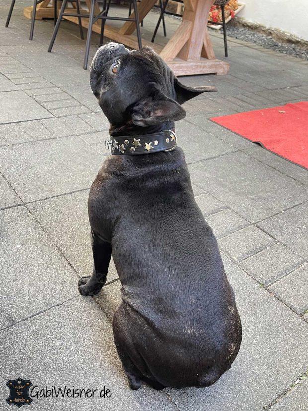 Französche Bulldogge Hundehalsband Leder 35mm breit mit Sternen