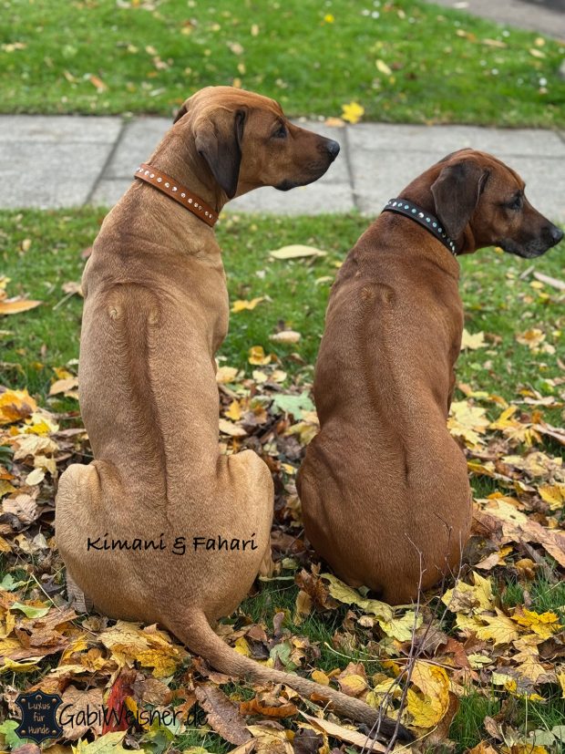 Hundehalsband mit Strass