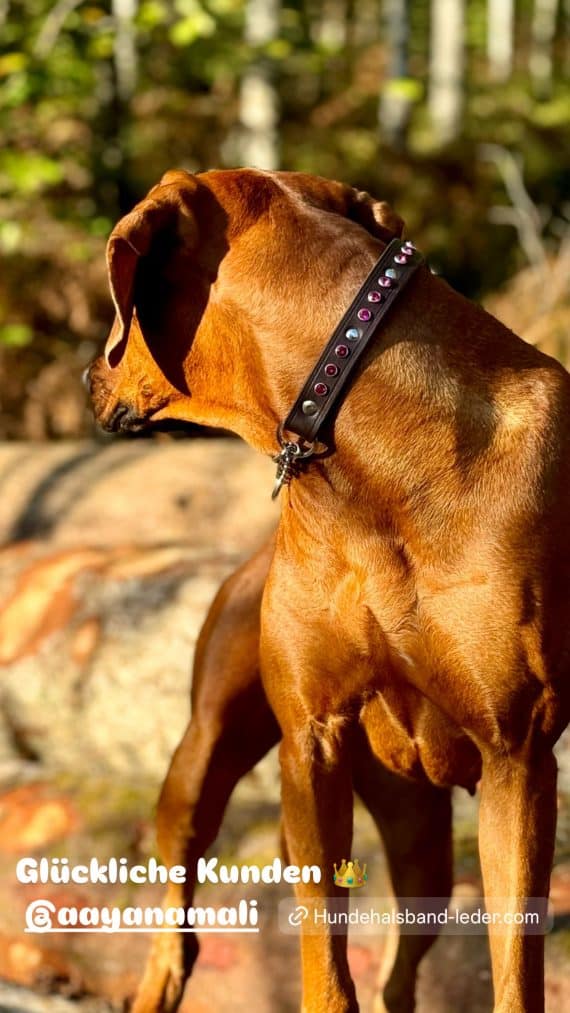 Hundehalsband mit Strass Leder 25mm breit Rhodesian Ridgeback