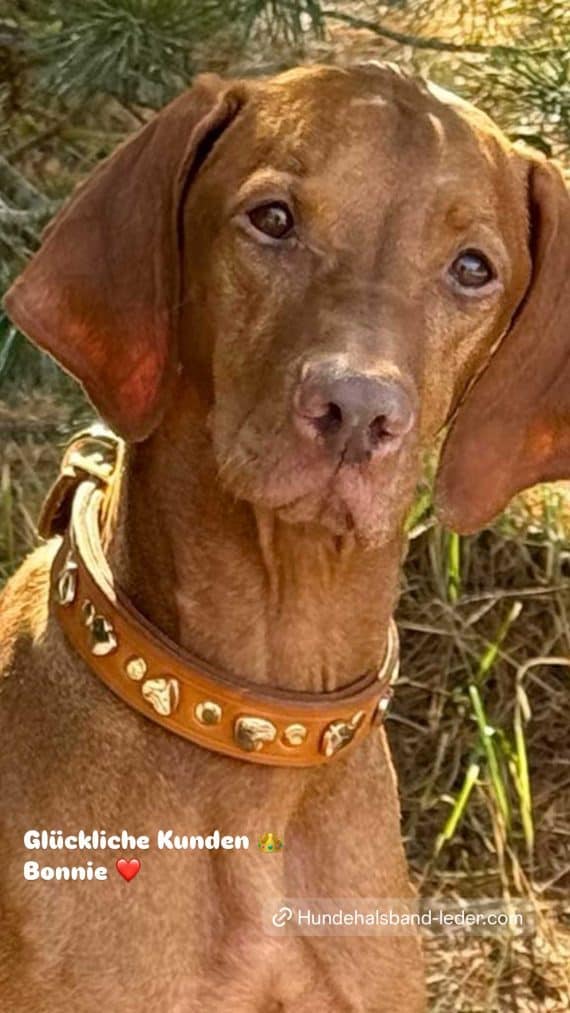 Magyar-Vizsla Bonnie