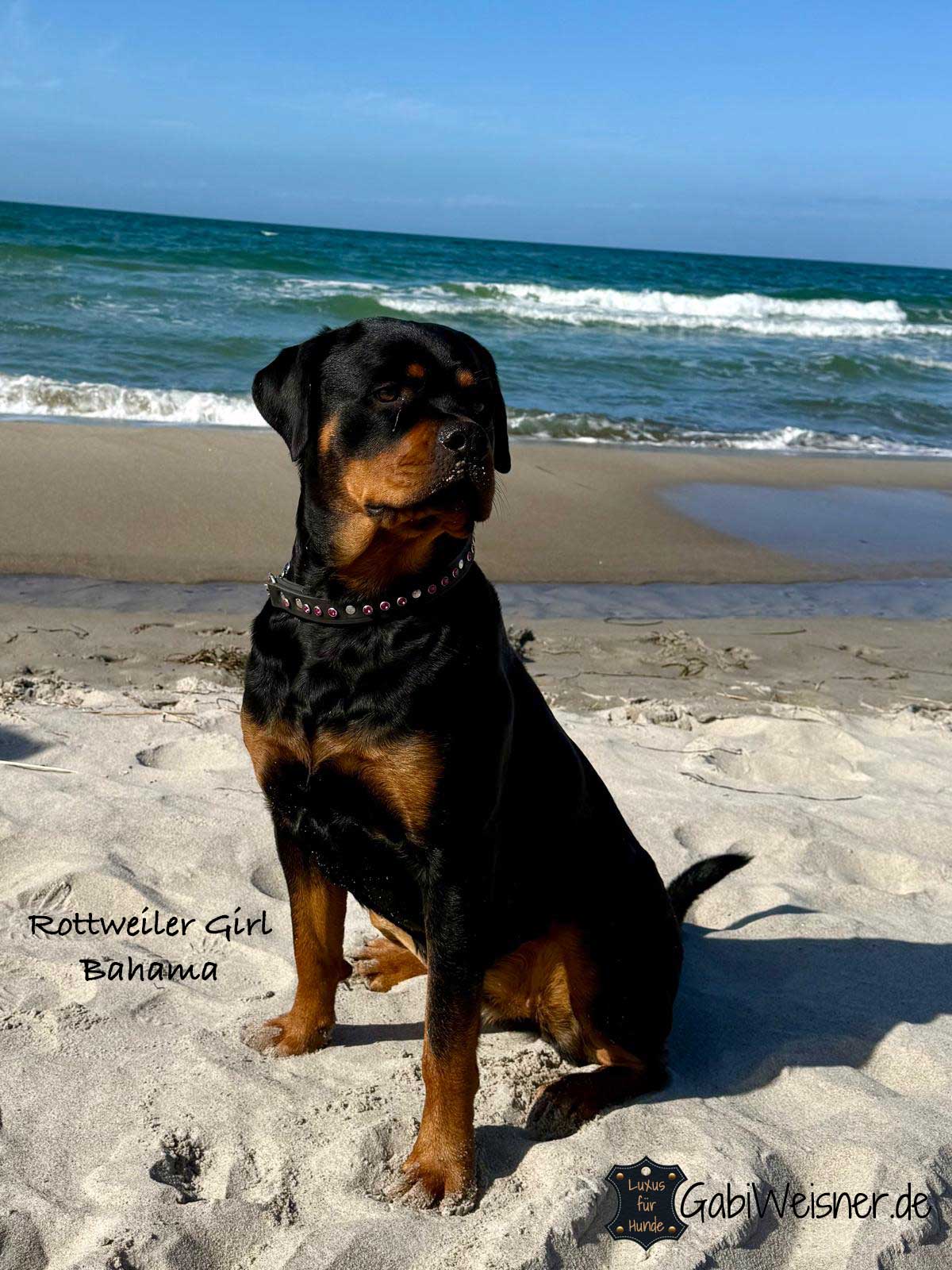 Rottweiler Girl Bahama