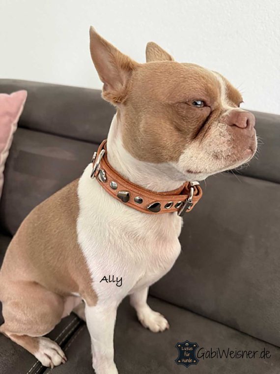 Hundehalsband Bosten Terrier Ally