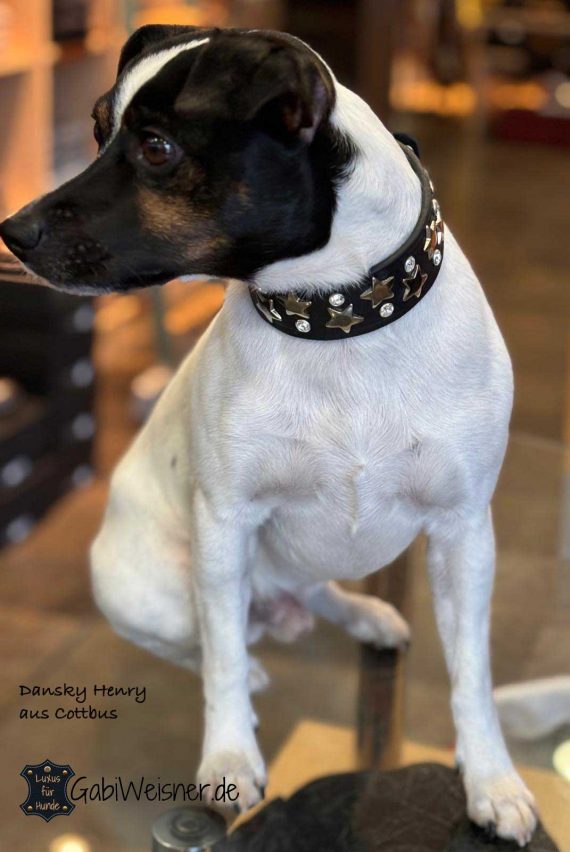 Breites Hundehalsband mit Sterne und Strass. Preciosa – Elements in der Farbe Crystal. Sterne und Leder in den zur Auswahl stehenden Farben.