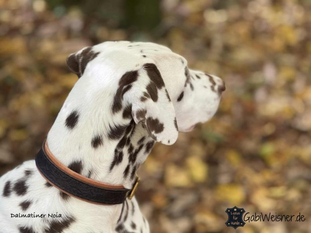 Dalmatiner Noia mit Hundehalsband aus Leder Floral schwarz auf natur