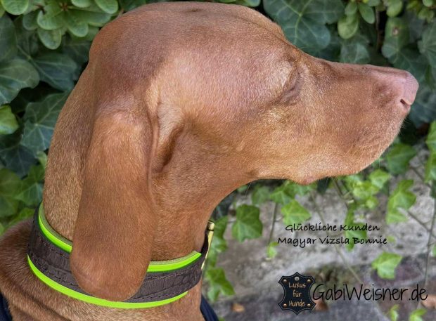Glückliche Kunden Magyar Vizsla Bonnie