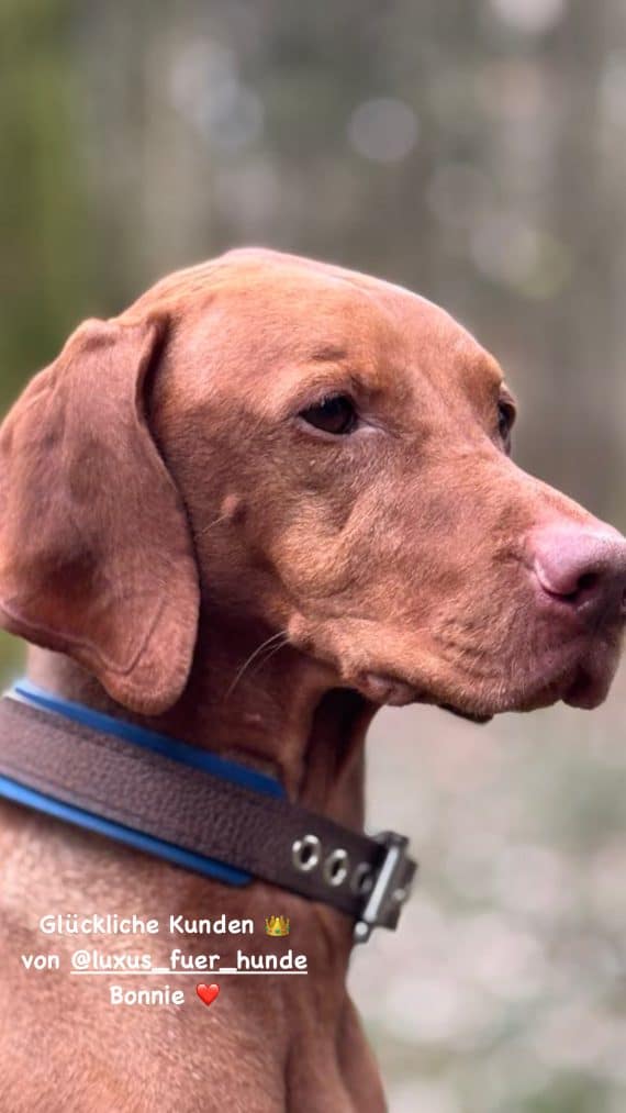 Hundehalsband aus Büffelleder