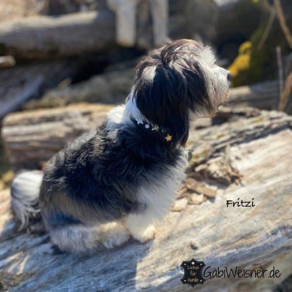Hundehalsband mit Sterne und Strass