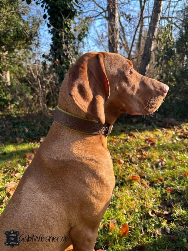 Hundehalsband aus Leder mit Floral-Prägung Magyar Vizsla Hundehalsband Leder 3 auf 4 cm, Floral auf Lime