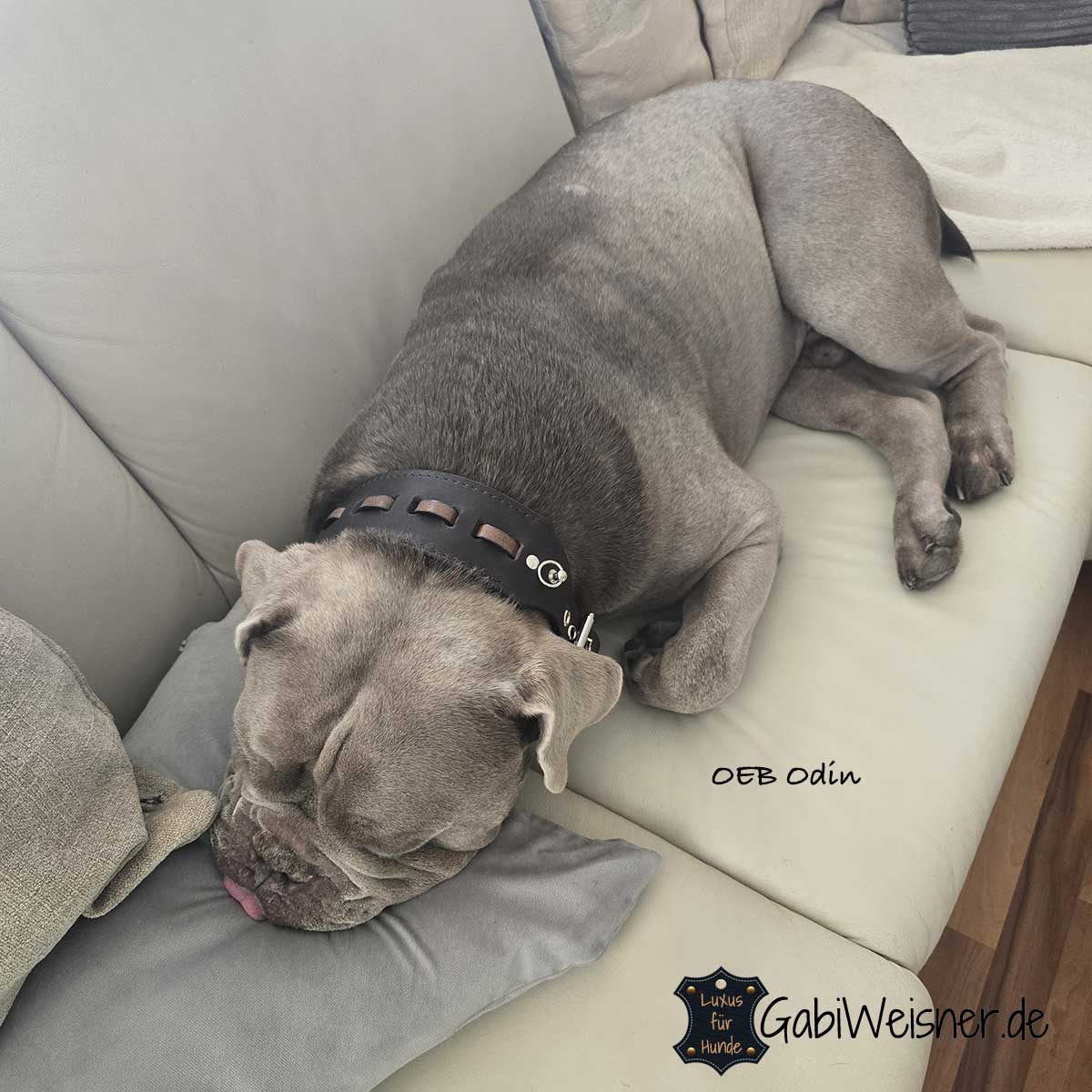 Hundehalsband aus Leder 6 cm breit. OEB Odin