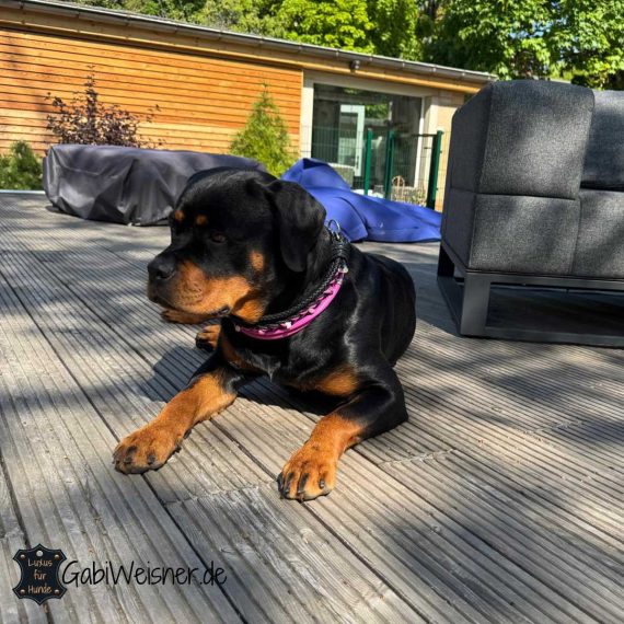 Rottweiler mit Hundehalsband aus Leder in Pink und Schwarz.