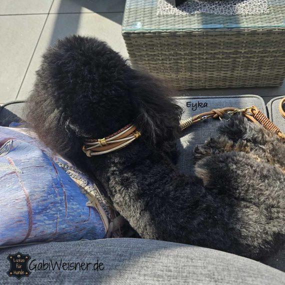 Pudel mit Luxus Hundehalsband aus Leder und Strass Eyka