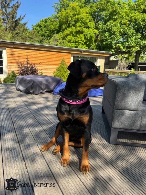 Rottweiler mit Hundehalsband aus Leder in Pink und Schwarz.