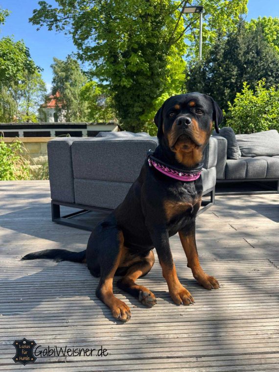 Rottweiler mit Hundehalsband aus Leder in Pink und Schwarz.