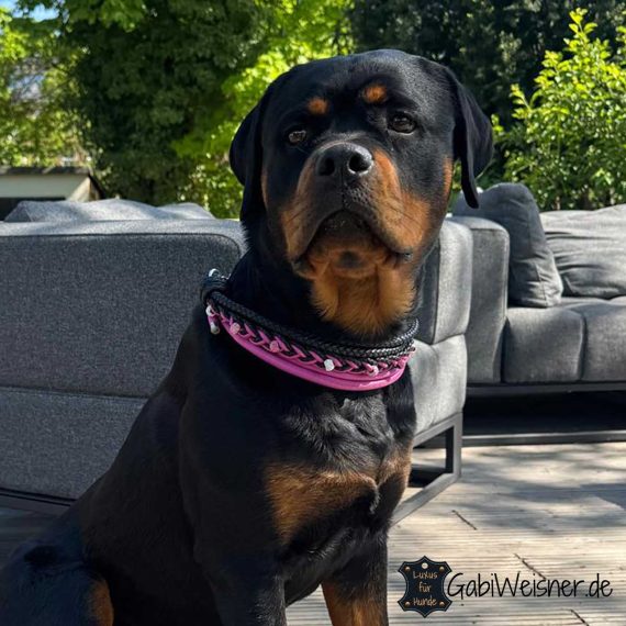 Rottweiler mit Hundehalsband aus Leder in Pink und Schwarz.