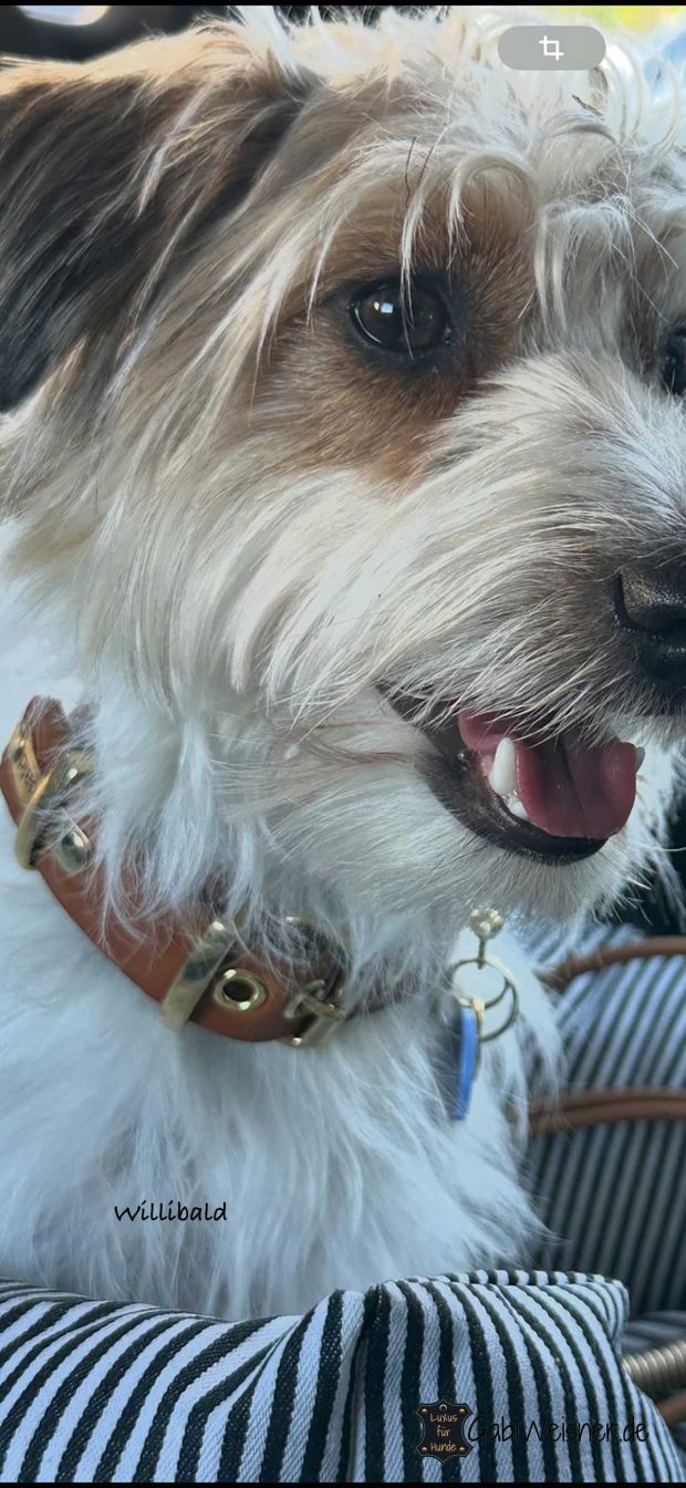 Hundehalsband aus Leder, verstellbar, mit Klickverschluss, mit Name. Willibald hat 30 cm HU