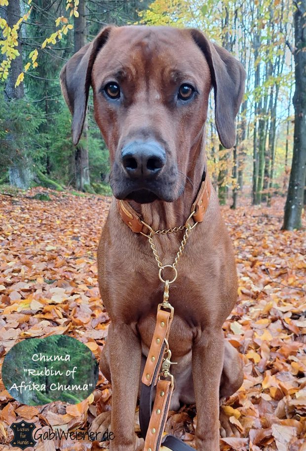 Rhodesian Ridgeback Chuma "Rubin of Afrika Chuma"