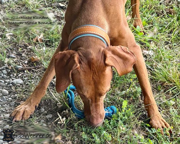 Glückliche Kunden Magyar Vizsla Bonnie