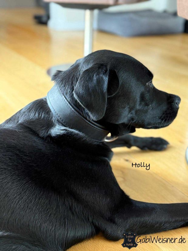 Hundehalsband aus Leder Glückliche Kunden Labrador Holly