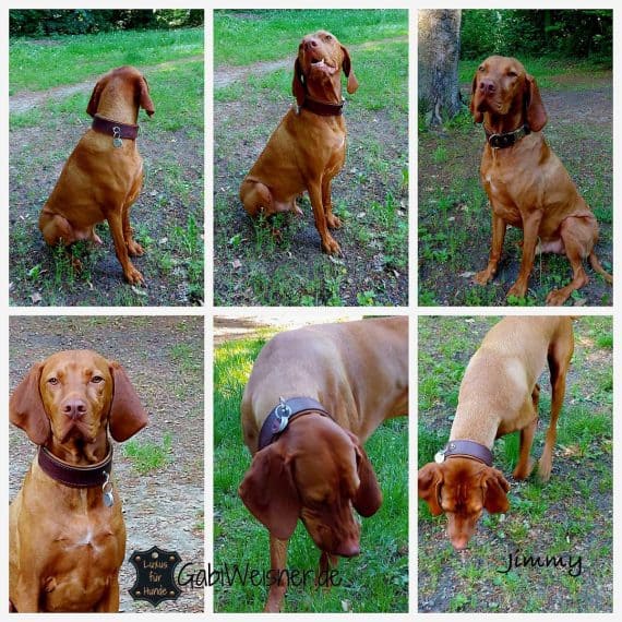 Hundehalsband mit Steckschnalle
