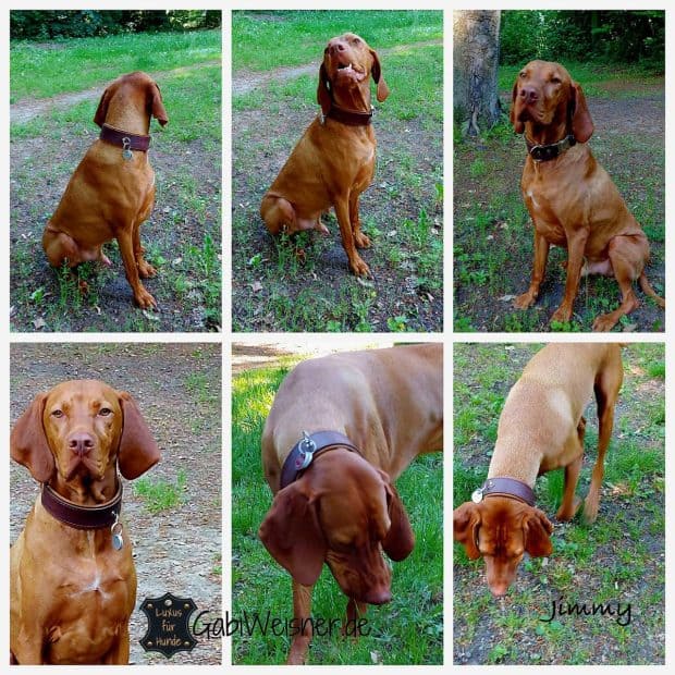 Hundehalsband mit Steckschnalle
