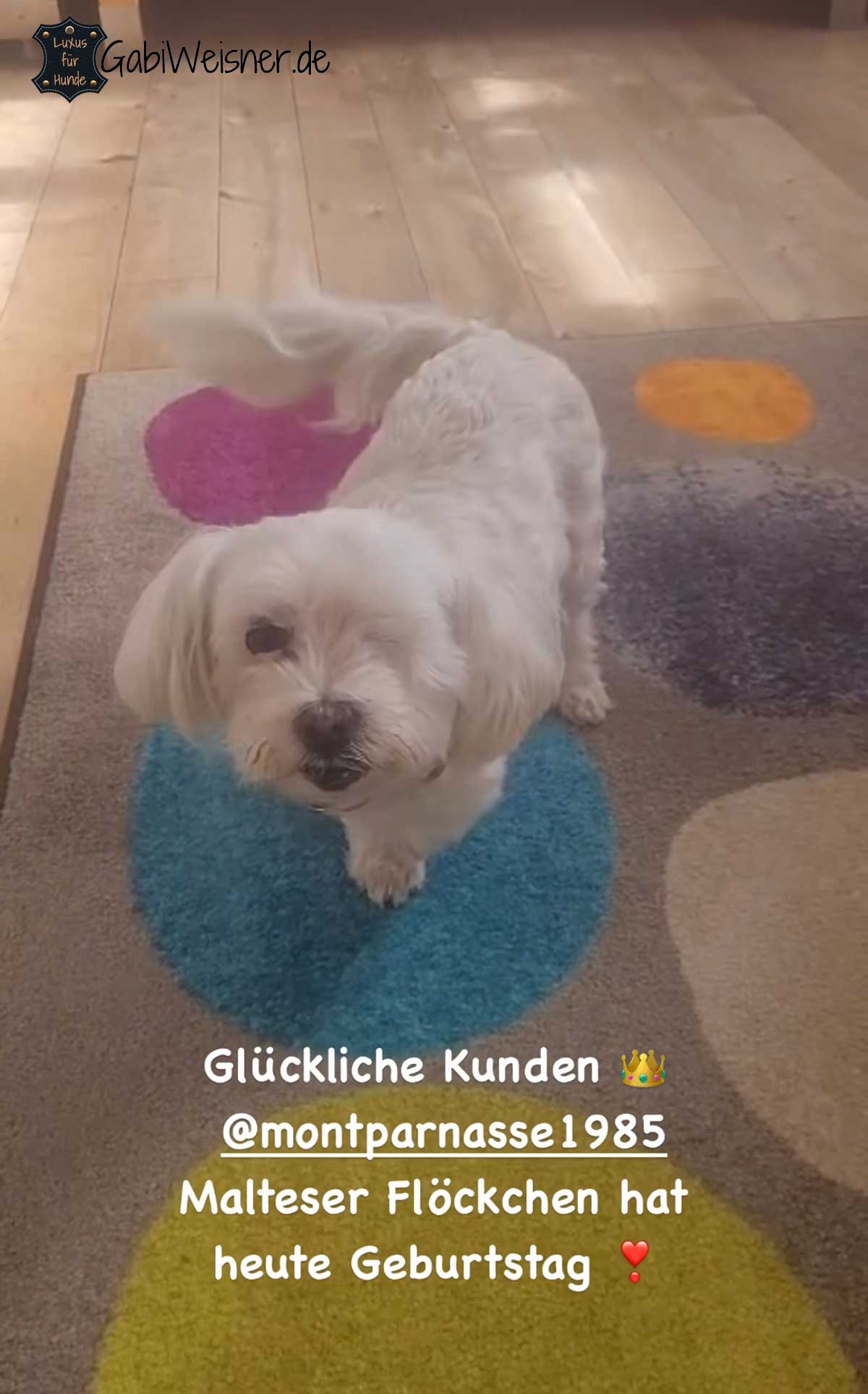 Halsband für kleine Hunde, Leder in Rosa, mit oder ohne Skull