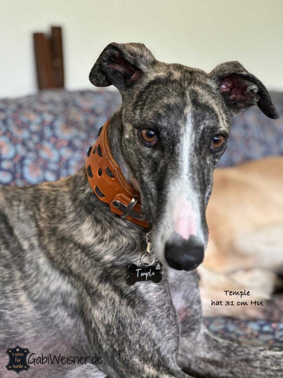 Hundehalsband Galgo Temple 31 HU