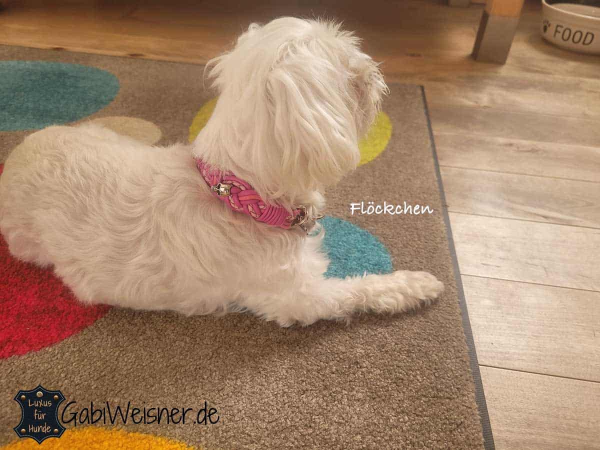 Halsband für kleine Hunde, Leder in Rosa, mit oder ohne Skull