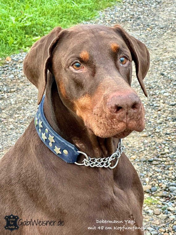 Dobermann Yagi mit Hundehalsband aus Leder in Dunkelblau und mit Sternen in silberfarben